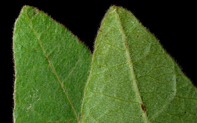 Poison Oak reference