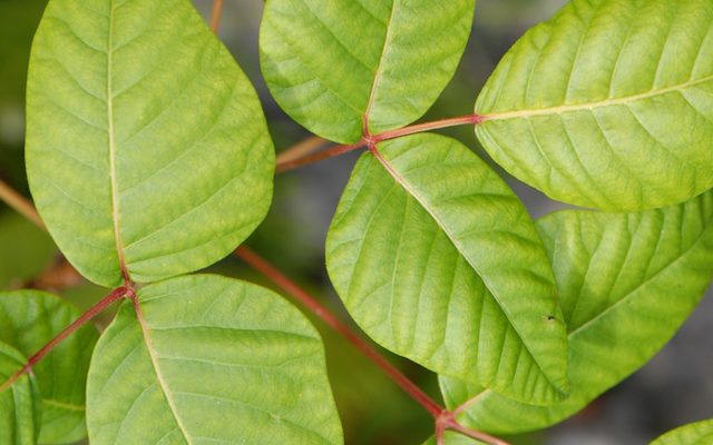Poison Ivy reference