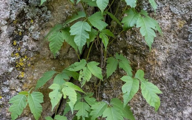 Western Poison Ivy reference