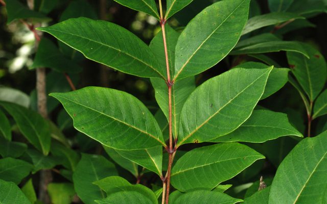 Poison Sumac reference