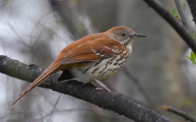 Brown Thrasher reference