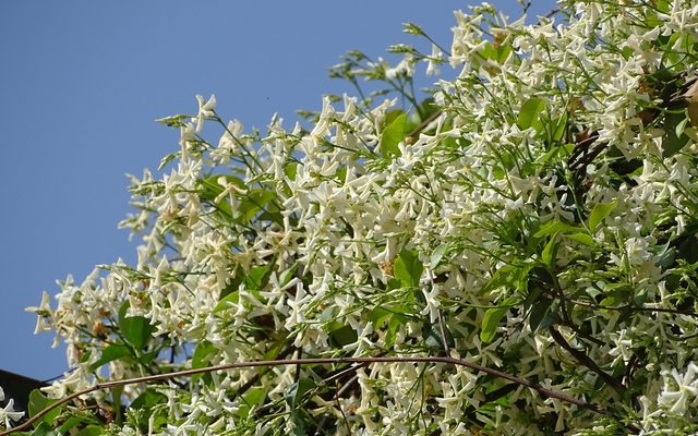 Star Jasmine reference