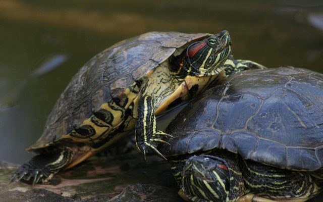 Red-eared Slider reference