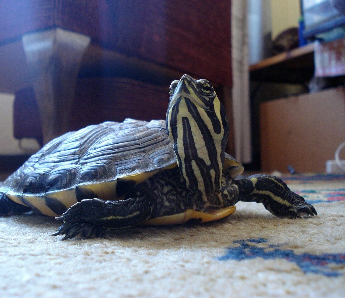 Yellow-bellied Slider reference
