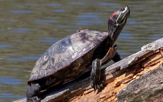 Pond Slider reference