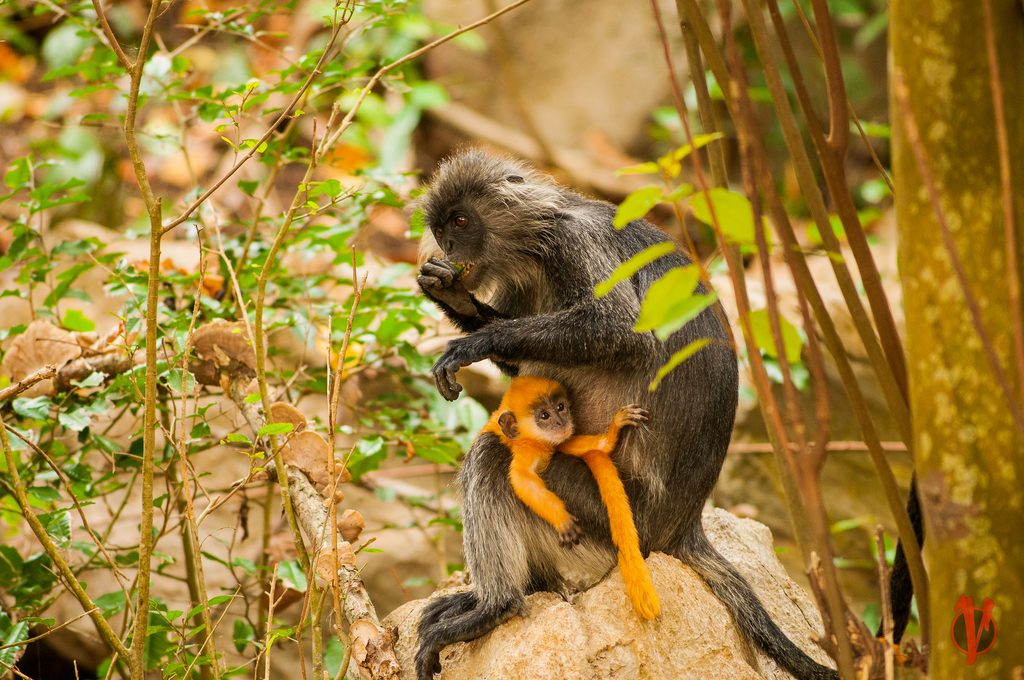 Germain's Langur reference