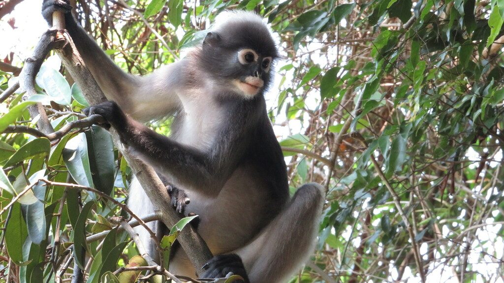 Dusky Leaf Monkey reference