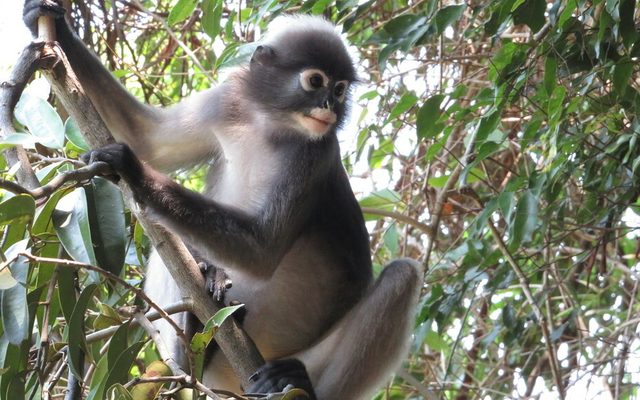 Dusky Leaf Monkey reference