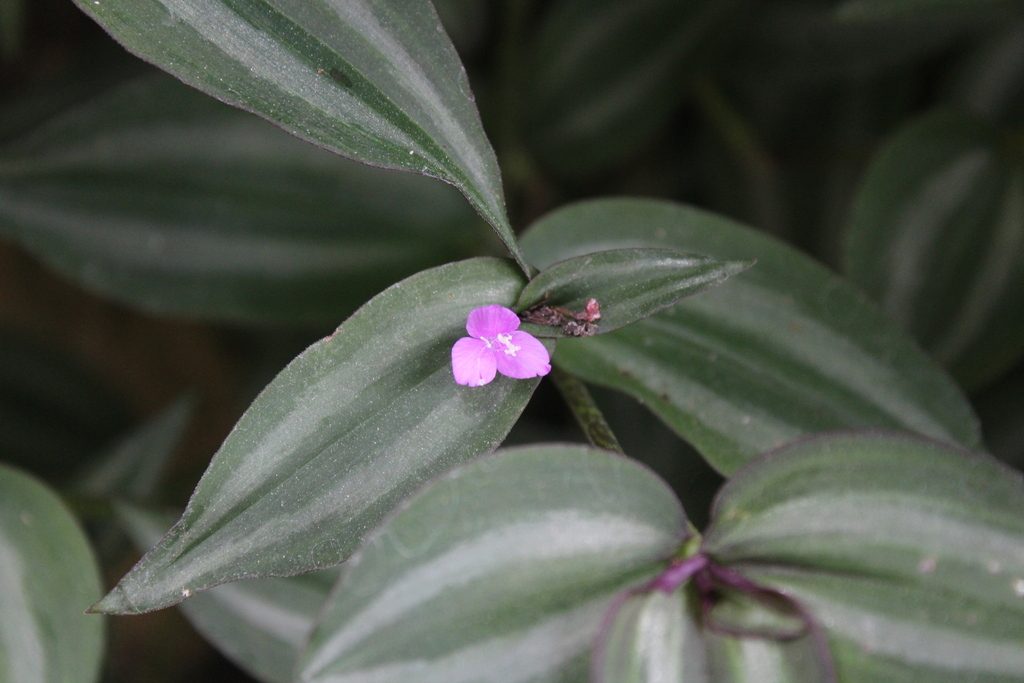 Tradescantia zebrina reference