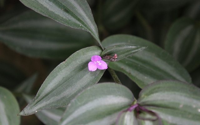 Zebra Plant reference