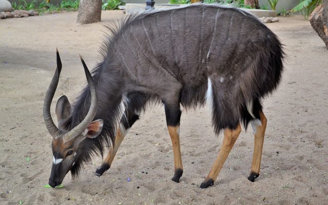 Lowland Nyala reference