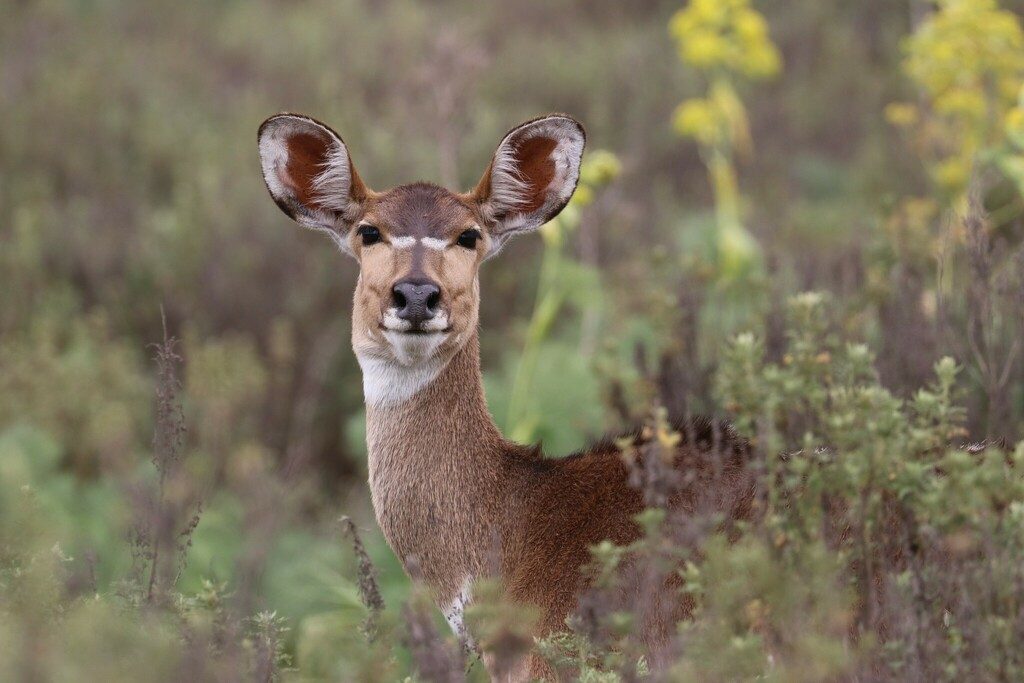 Mountain Nyala reference