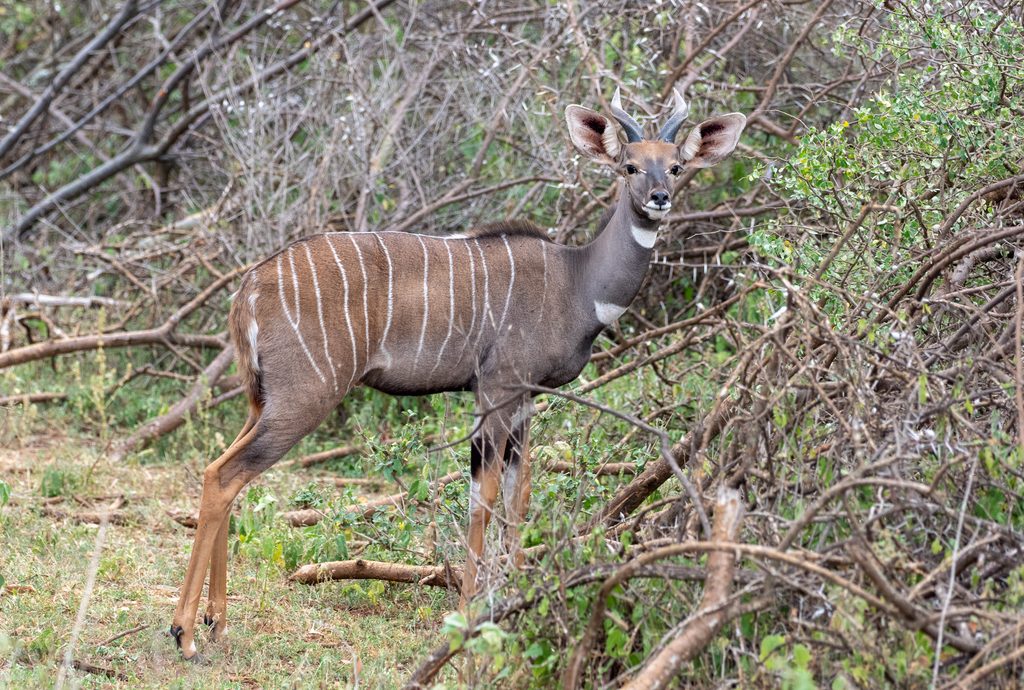 Lesser Kudu reference