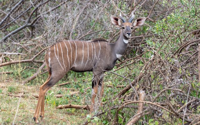 Lesser Kudu reference