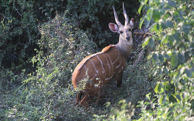 Bushbuck reference
