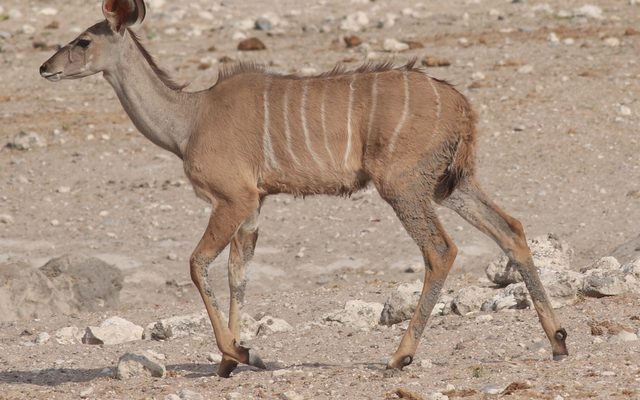 Greater Kudu reference