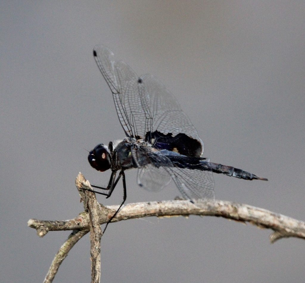 Black Saddlebags reference