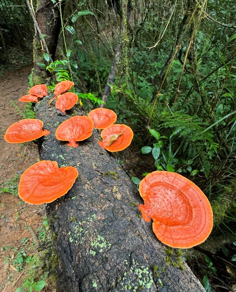 Northern Cinnabar Polypore reference