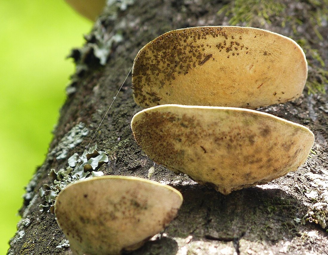 Elegant Bracket Fungus reference