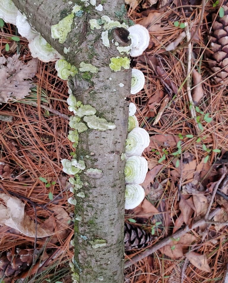 white-rot fungus reference