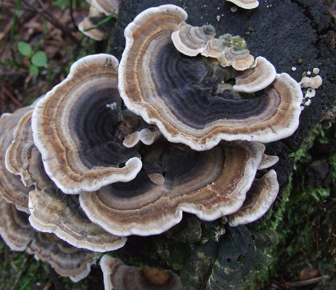 Trametes versicolor reference