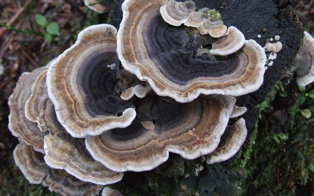 Turkey Tail reference