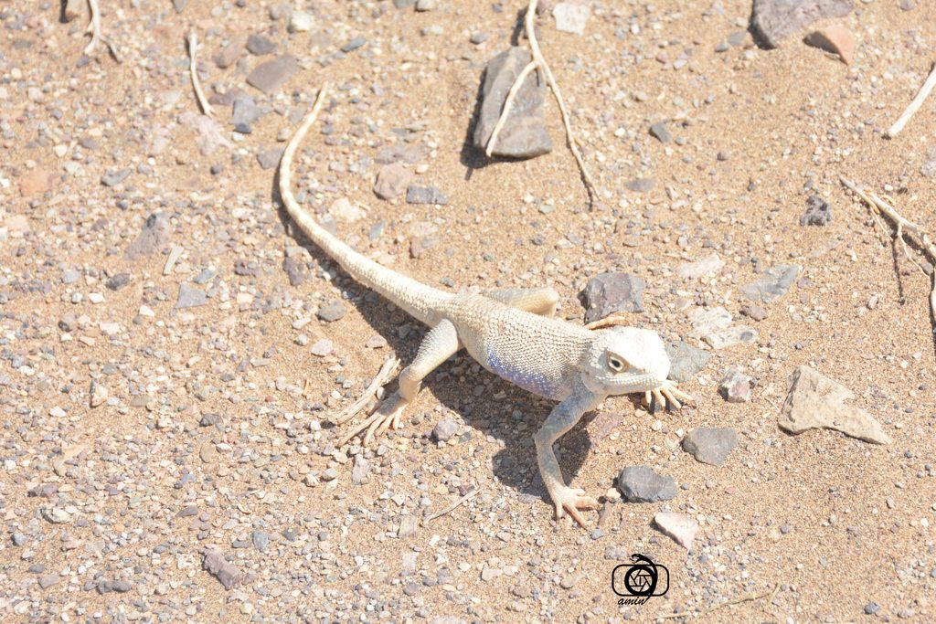 Brilliant ground agama reference
