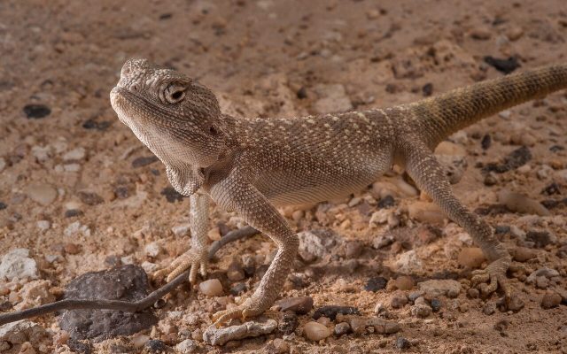 Yellow-Spotted Agama reference