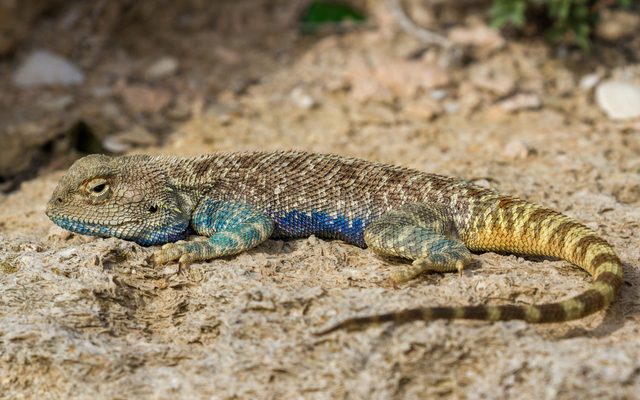 Steppe Agama reference