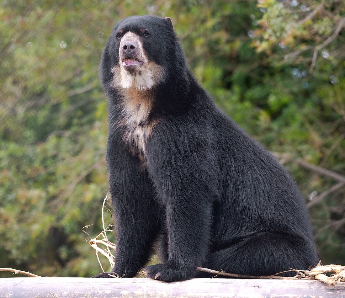 Spectacled Bear reference