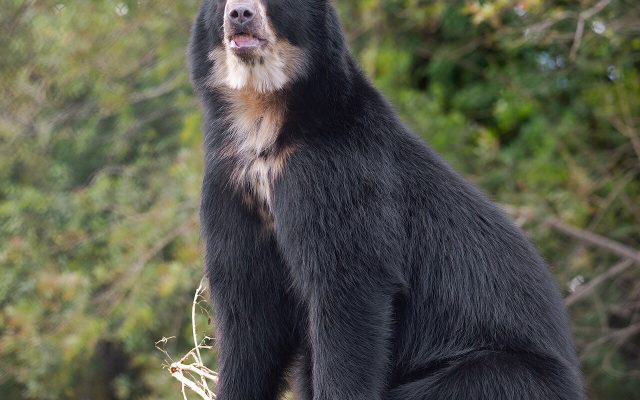 Spectacled Bear reference