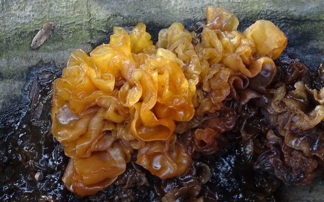 Leafy Jelly Fungus reference