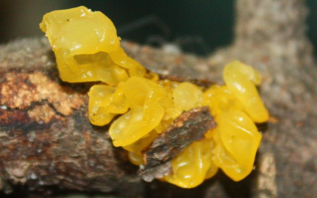 Yellow Brain reference