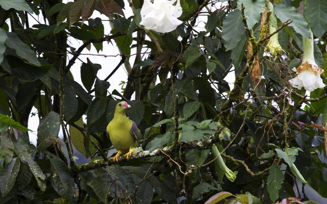 African Green Pigeon reference