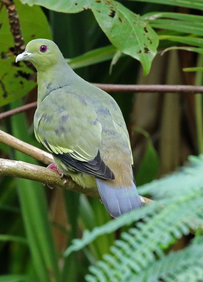 Pink-necked Green-Pigeon reference