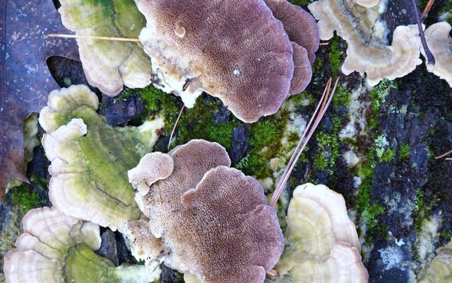 Violet Toothed Polypore reference