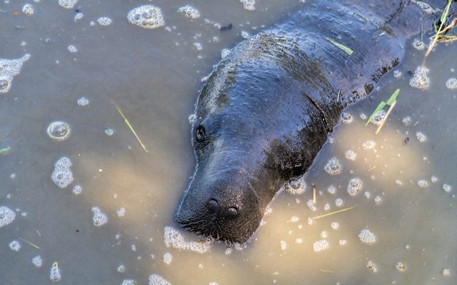 Amazonian Manatee reference