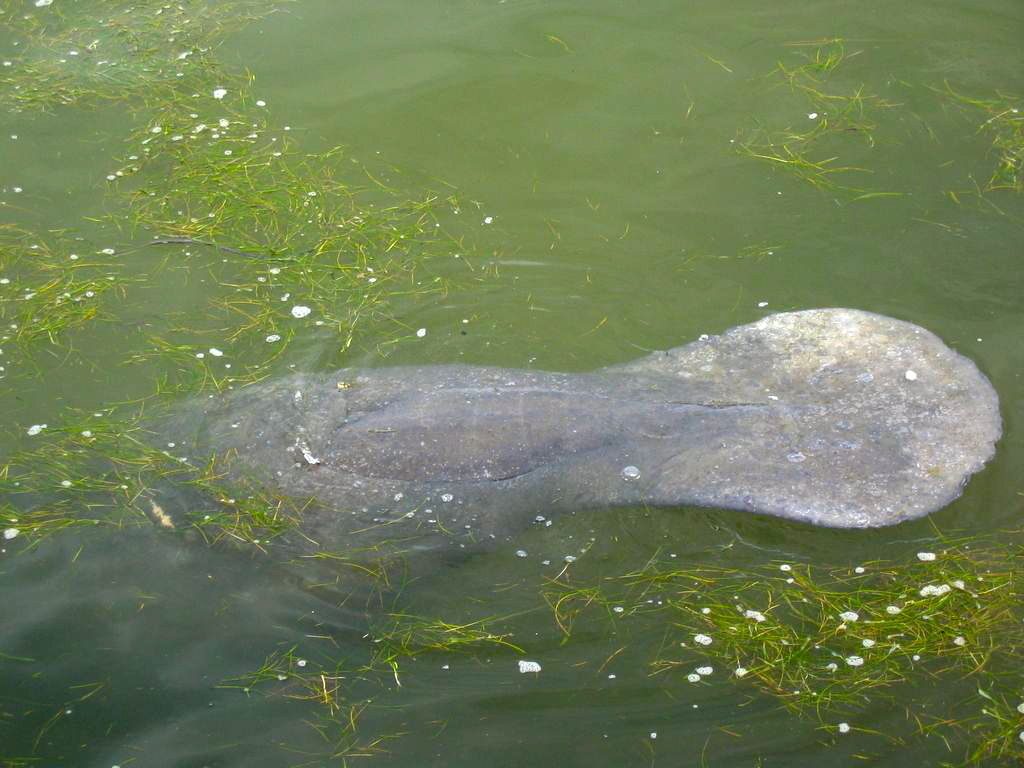 Trichechus manatus latirostris reference