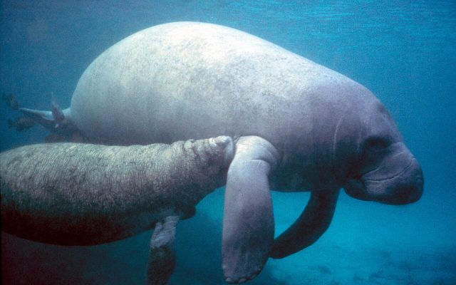 Antillean Manatee reference