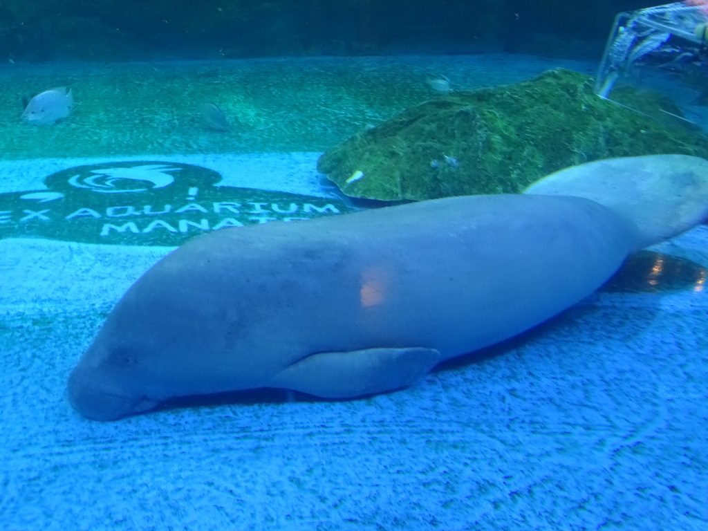 African Manatee reference