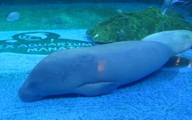 African Manatee reference