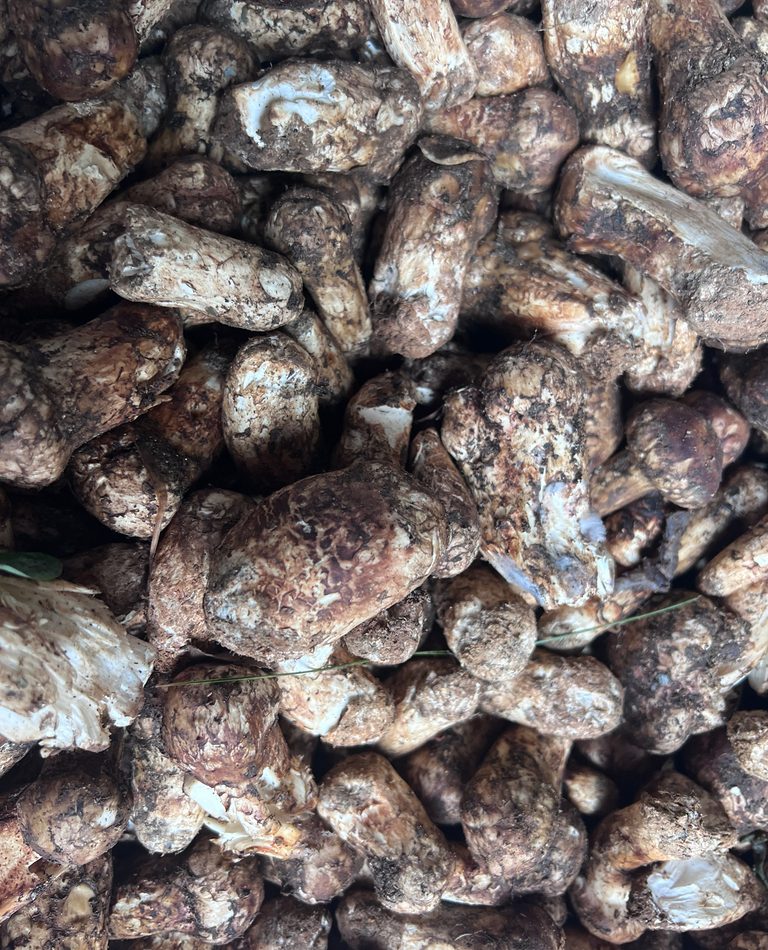 Matsutake Mushroom reference