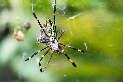 Joro Spider reference