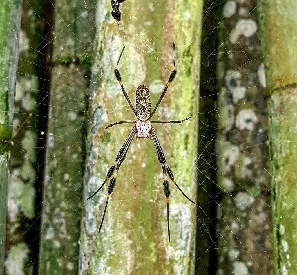 Golden Silk Spider reference