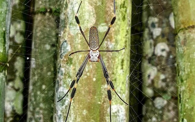 Golden Silk Orbweaver reference