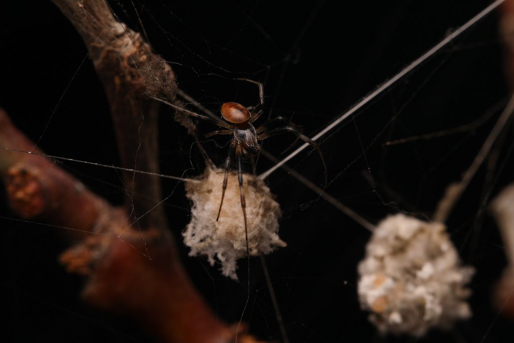 Australian Golden Orbweaver reference