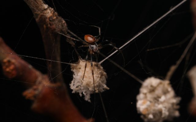 Australian Golden Orb-Weaver reference