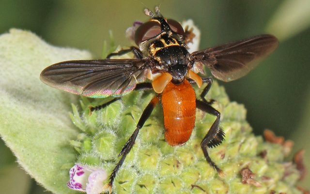 Feather-Legged Fly reference