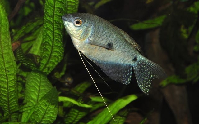 Three Spot Gourami reference