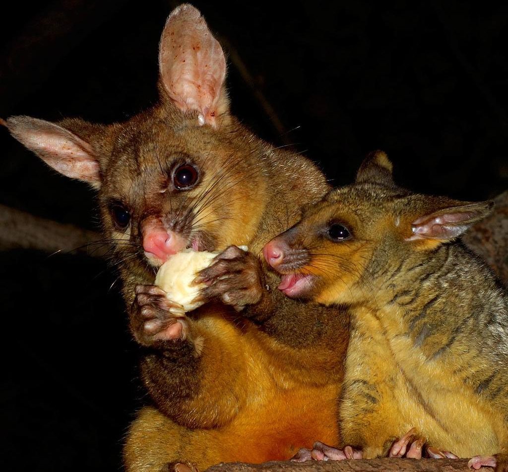 Common Brushtail Possum reference